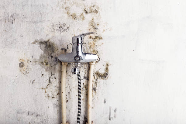 Best Mold Damage Repair  in Bude, MS