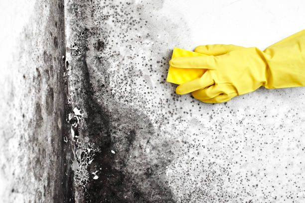 Best Mold Removal and Inspection  in Bude, MS