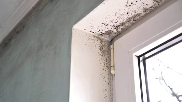 Best Mold Testing  in Bude, MS