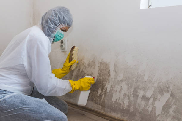 Best Mold Damage Repair  in Bude, MS