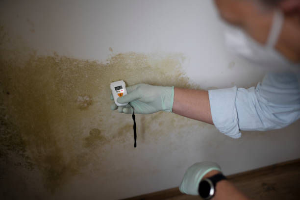 Best Mold Removal Near Me  in Bude, MS