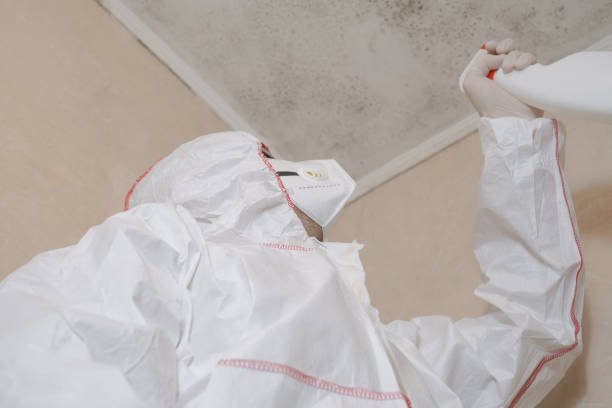 Best Professional Mold Removal  in Bude, MS