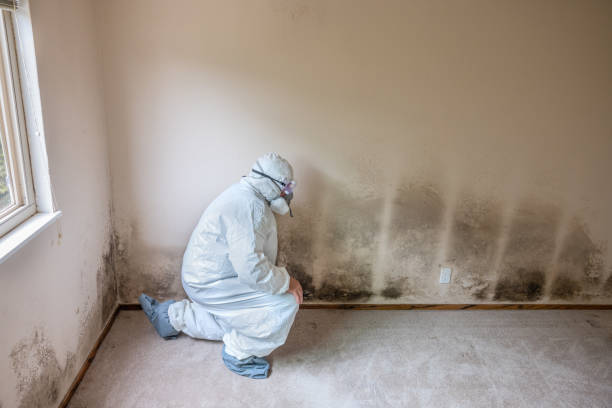 Best Mold Cleaning Services  in Bude, MS