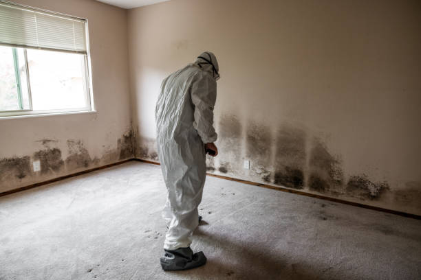 Best Office Mold Removal Services  in Bude, MS