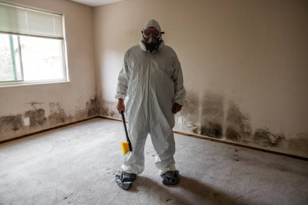Trusted Bude, MS Mold Removal Experts