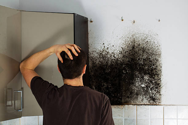 Mold Removal and Inspection in Bude, MS